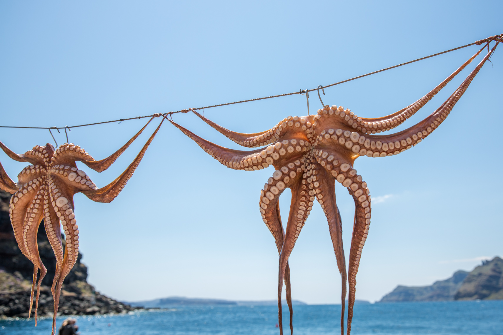 Two giant octopi ready for seafood grilling